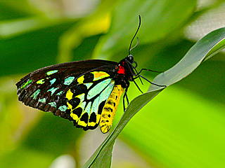 Schmetterling im Australian Butterfly Sanctuary, Kuranda. &copy; Kyle Taylor, Dream It. Do It. World Tour