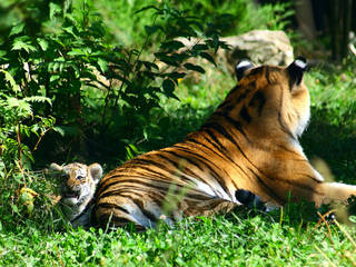 Granby Zoo &copy; Zanastardust